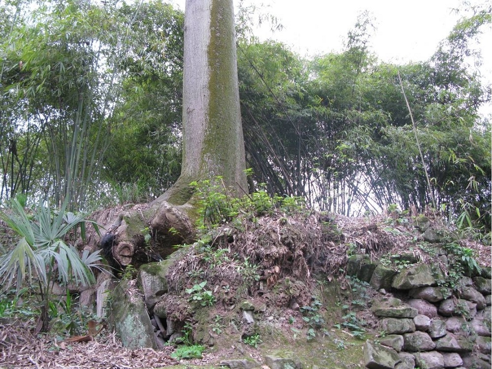 庙场坡墓地jpg.jpg